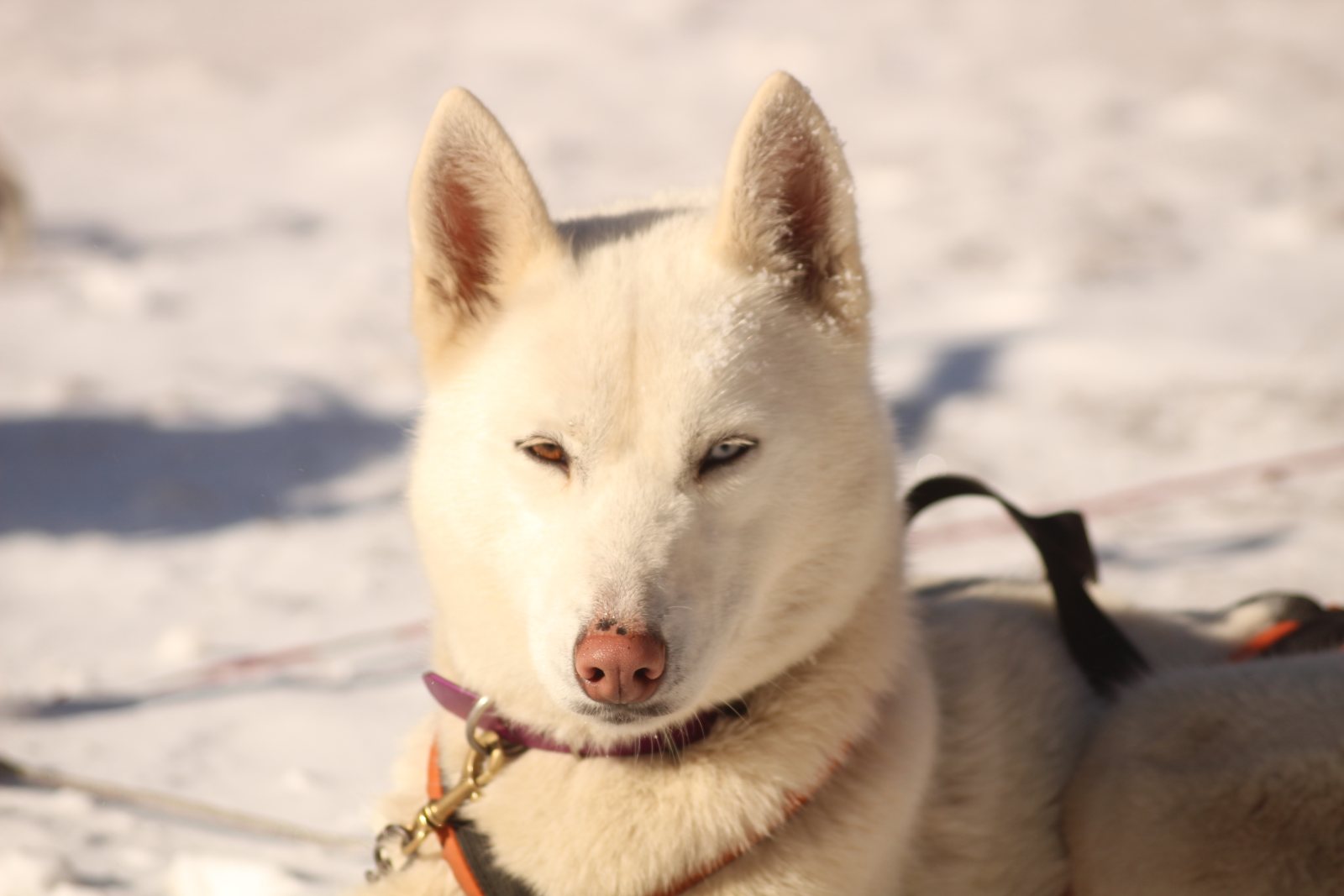 Schlitten, gezogen von den Huskys des Rudels im Schnee von Mijanès