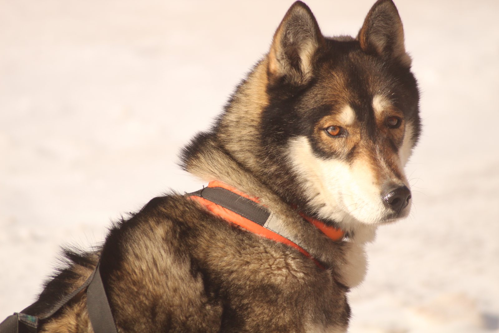 Dog sled ride — photo 2
