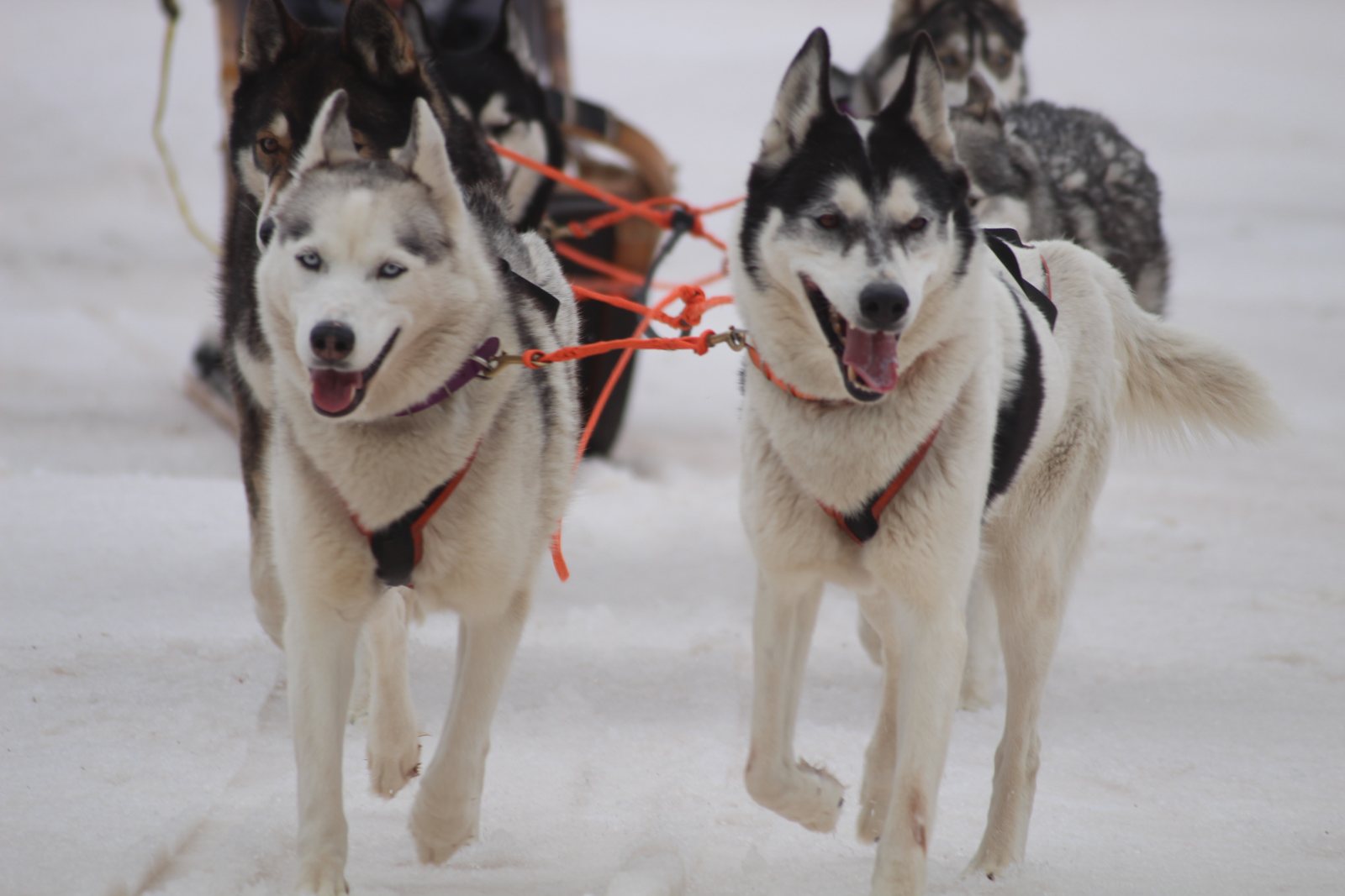 Dog sled ride — photo 3