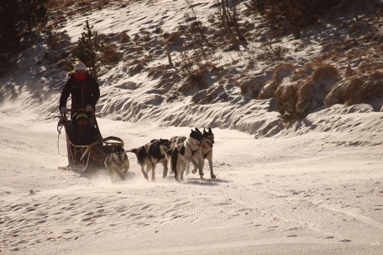 Schlitten, gezogen von den Huskys des Rudels im Schnee von Mijanès