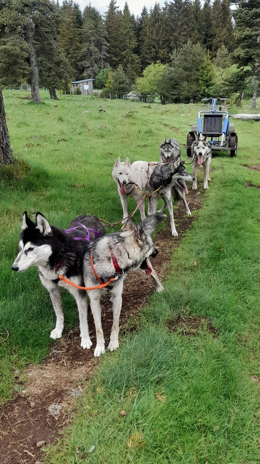 Dog karting — photo 2
