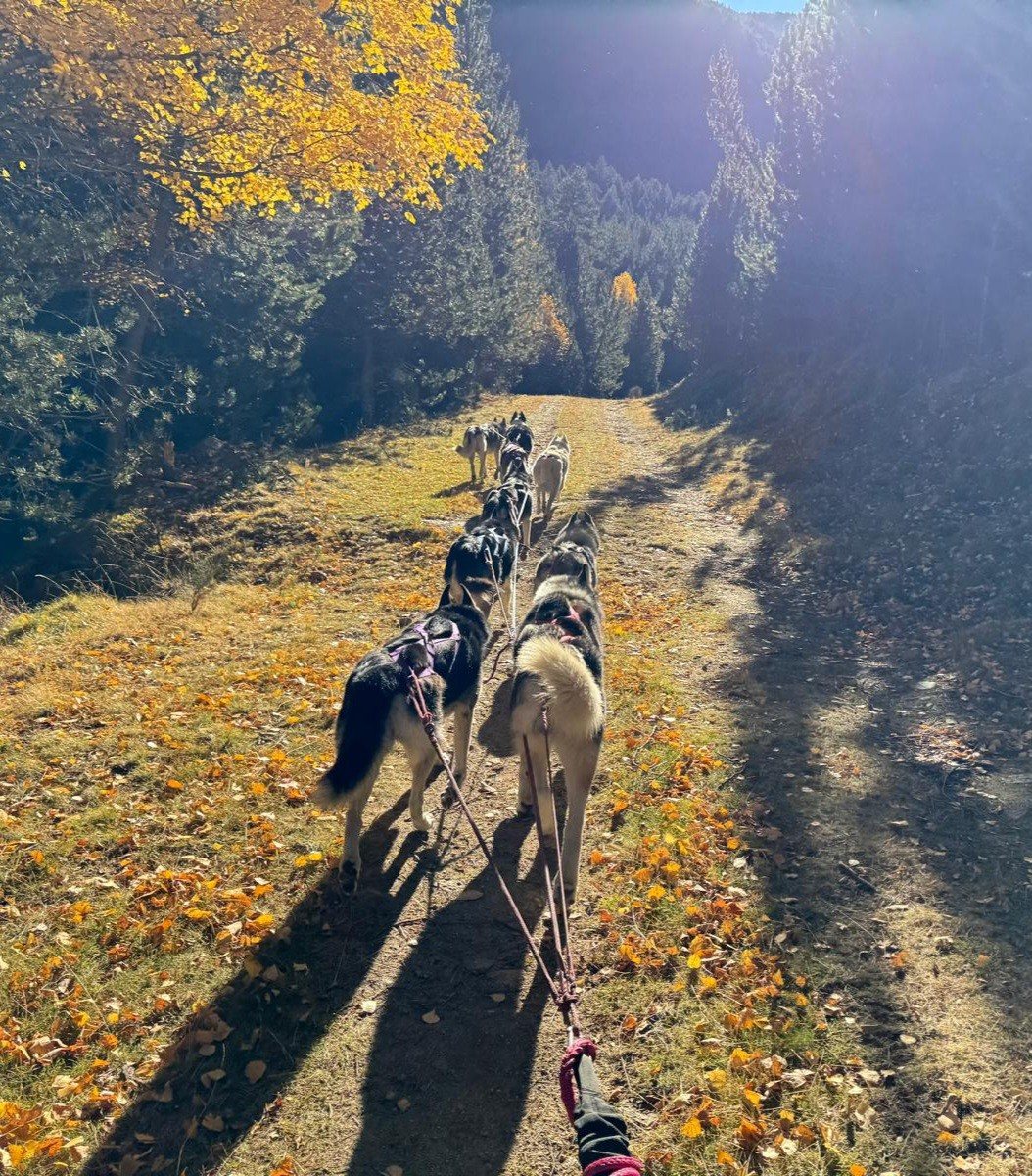 Blick vom Dogkart, gezogen von einem Husky-Gespann