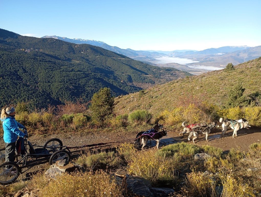 Dog karting — photo 3