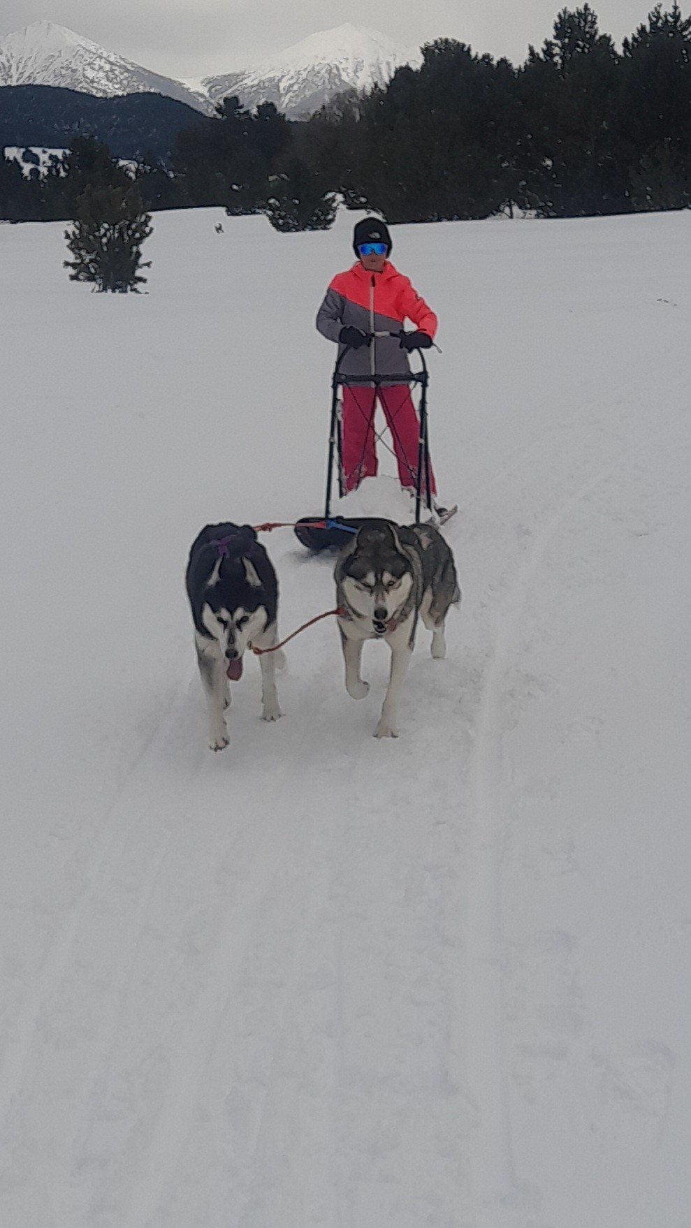 Mushing lesson — photo 2
