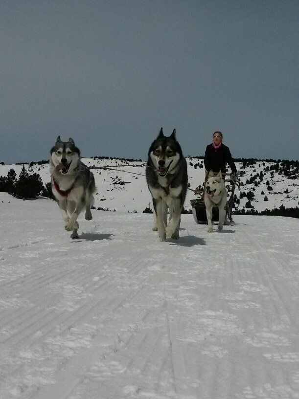 Schnupperkurs: ein Hundegespann auf Schnee selbst lenken