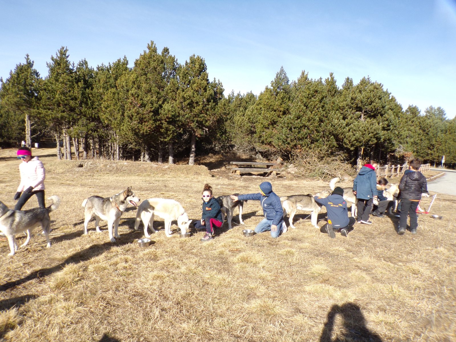 Little mushers — photo 3