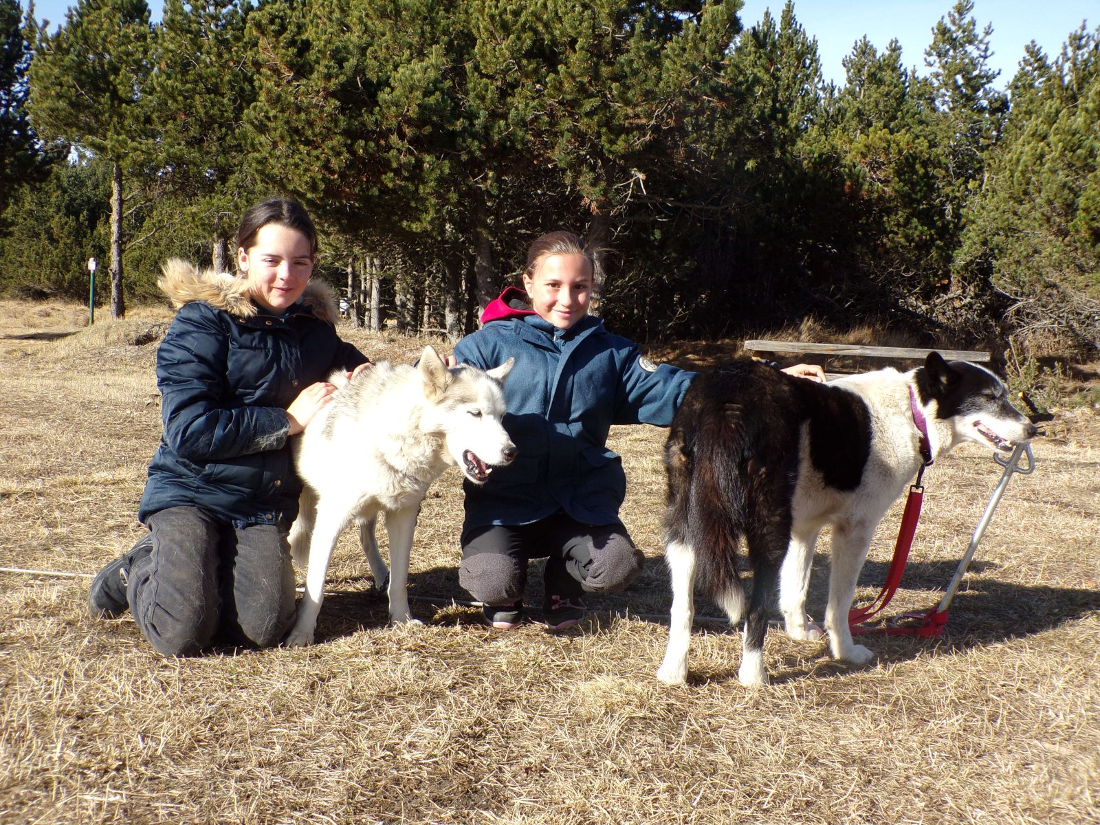Little mushers — photo 4