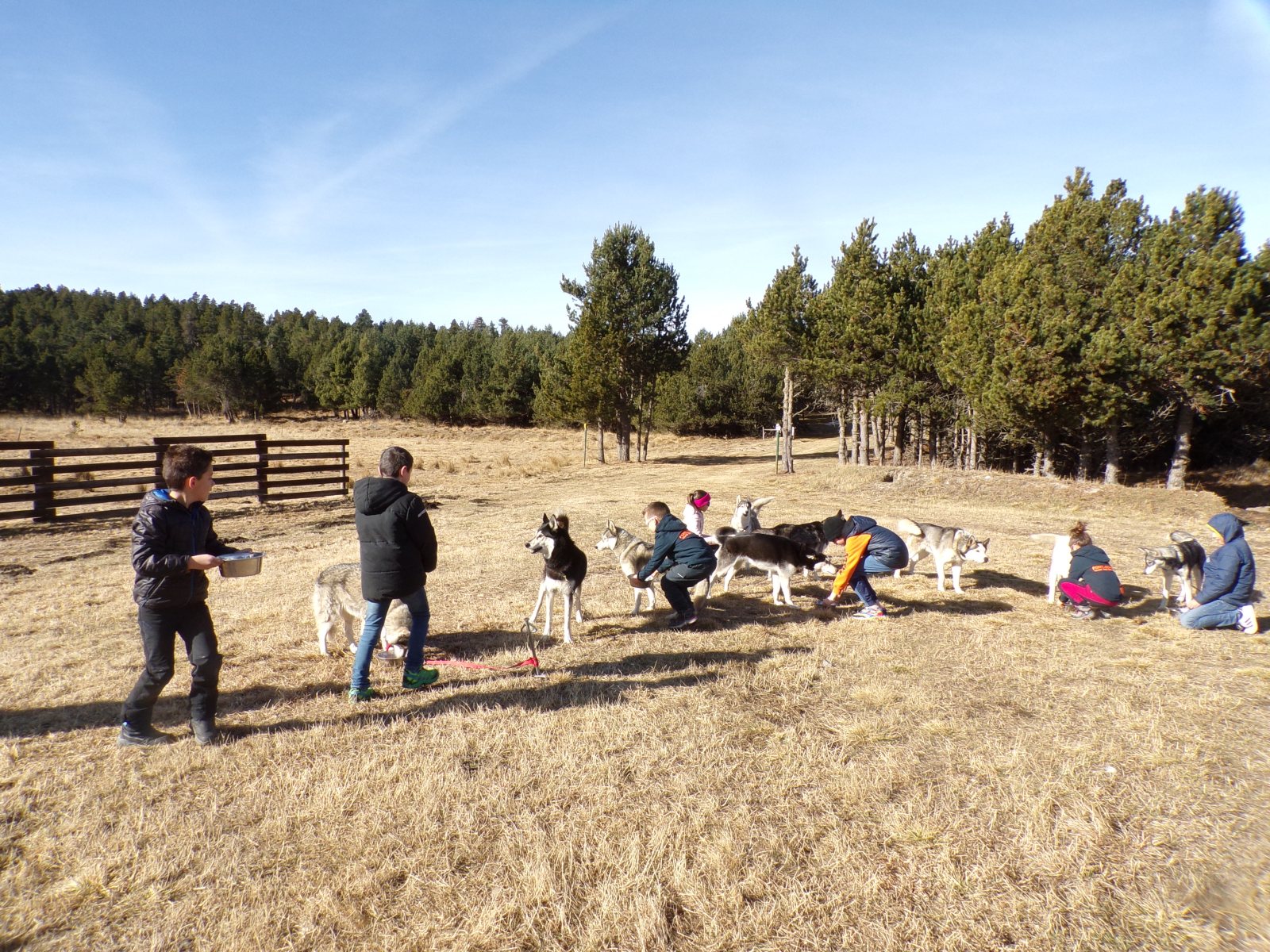 Little mushers — photo 5