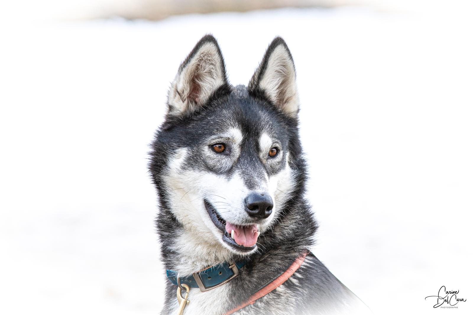 Meet the pack — photo 3