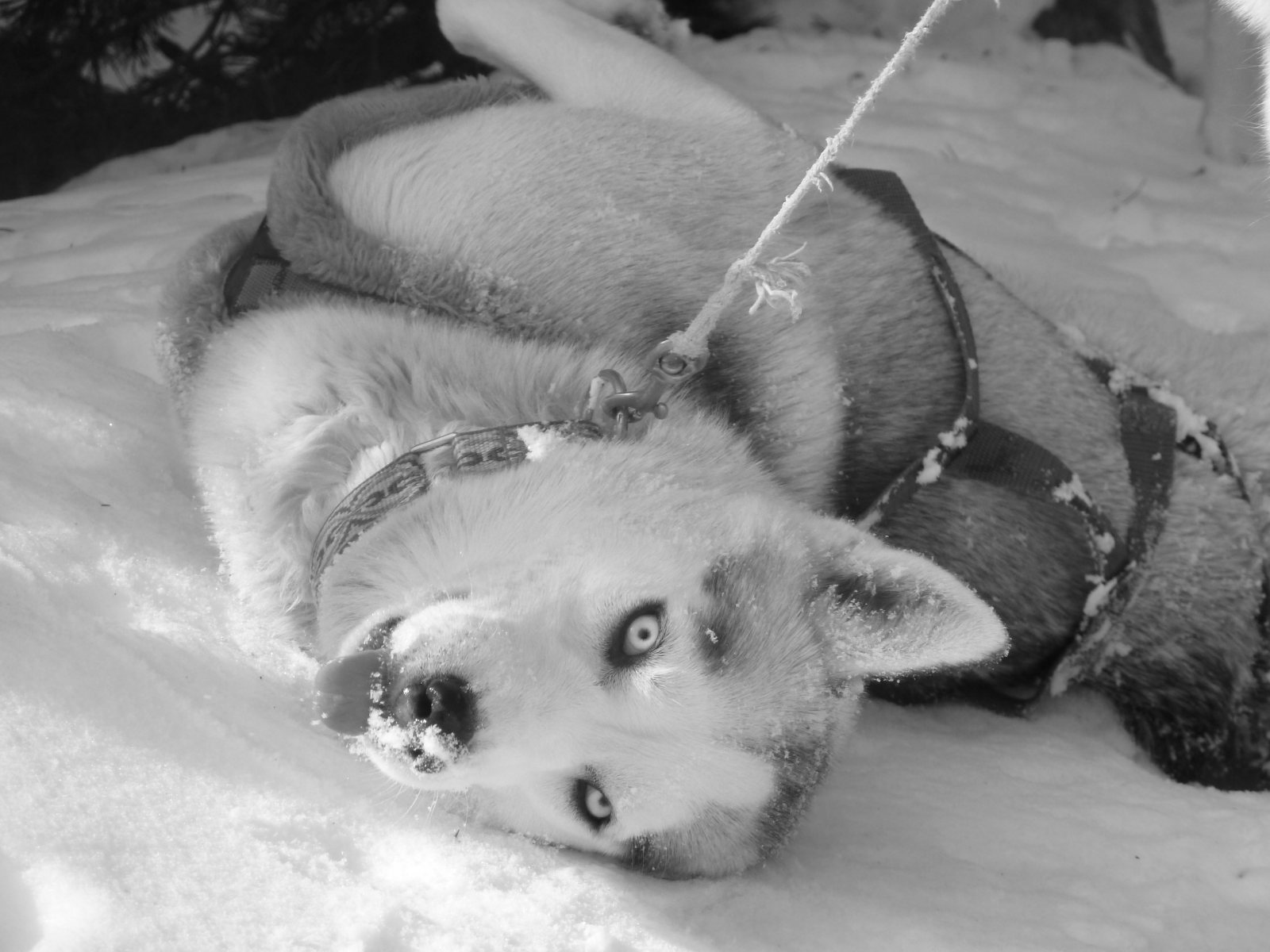 Besuch beim Rudel: ein Husky wälzt sich im Schnee