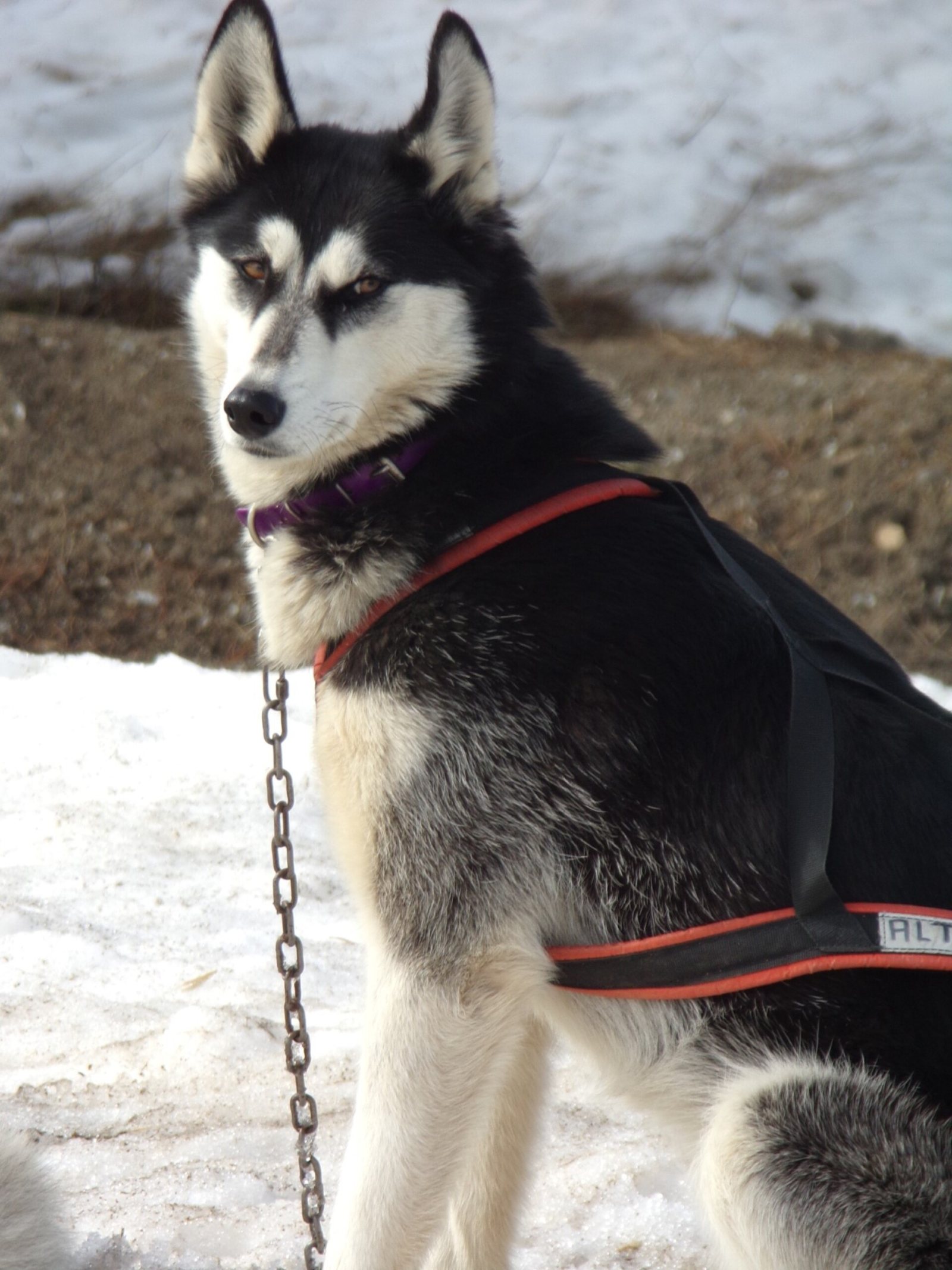 Alta, Husky