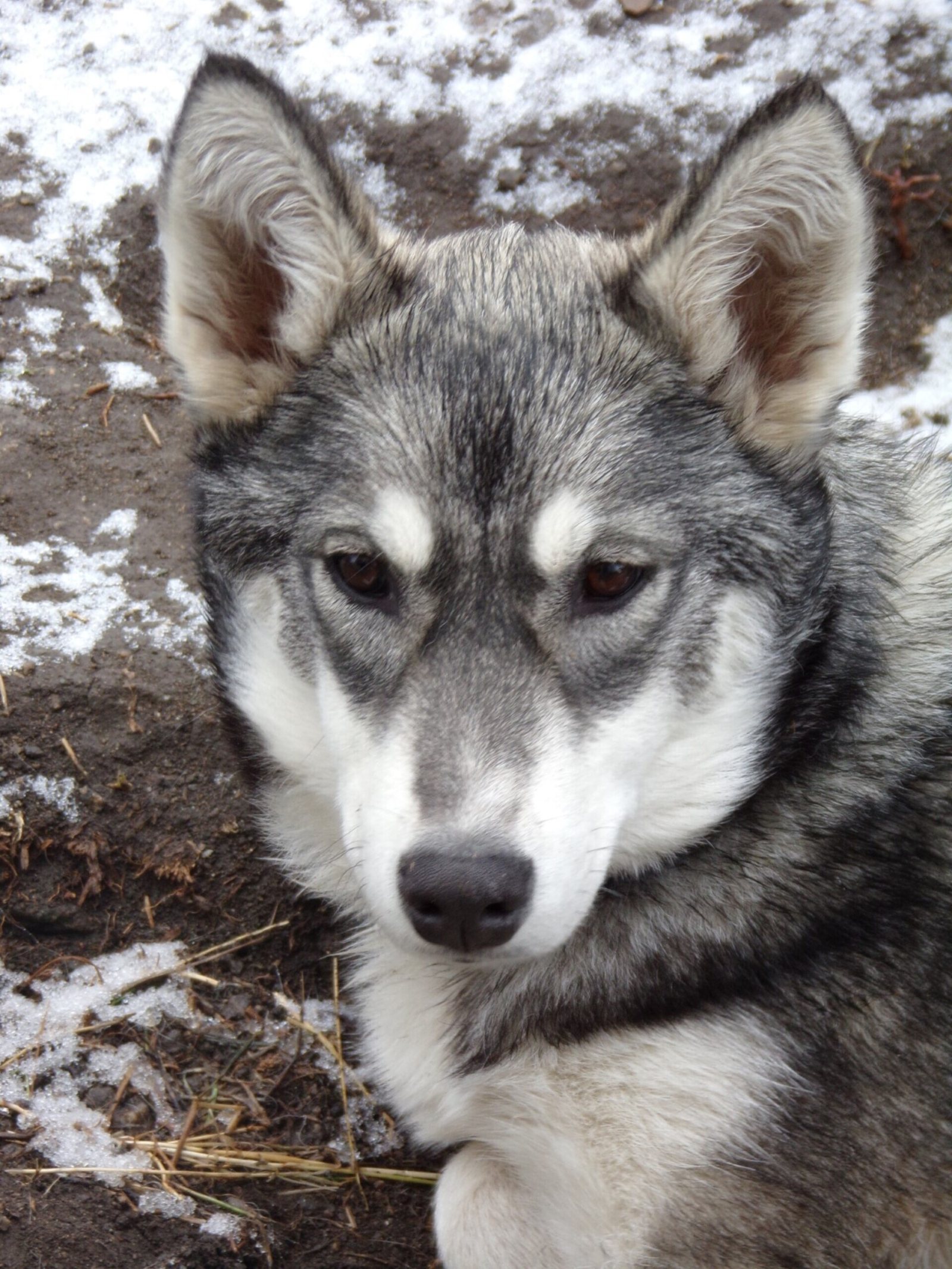 Baïkal, Husky