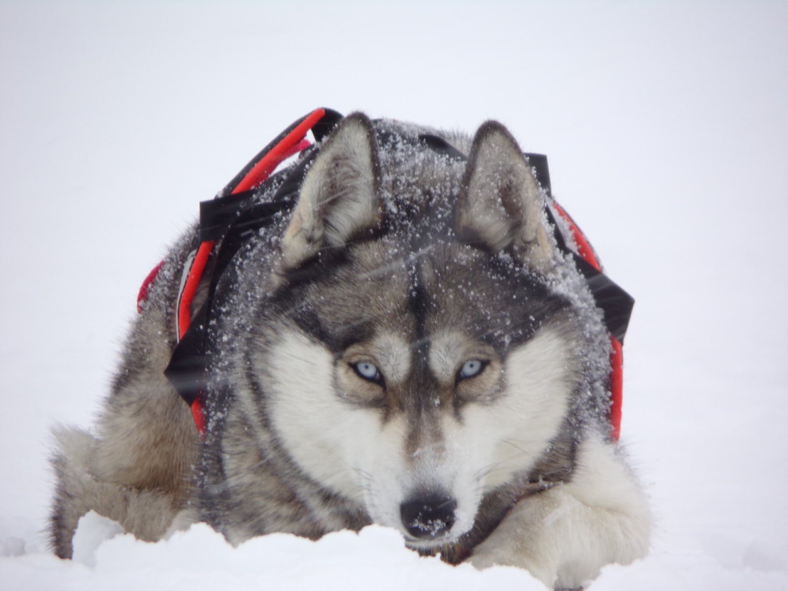 Boréale, Husky — Husky Évasion