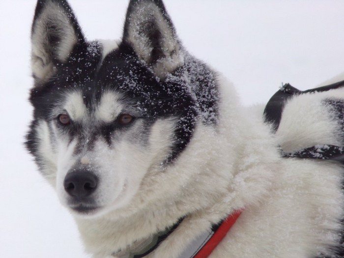 Finland, Husky