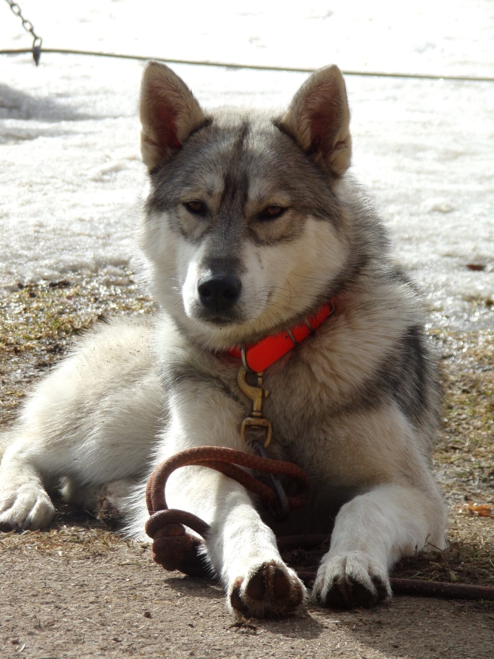 Kodiak, Husky
