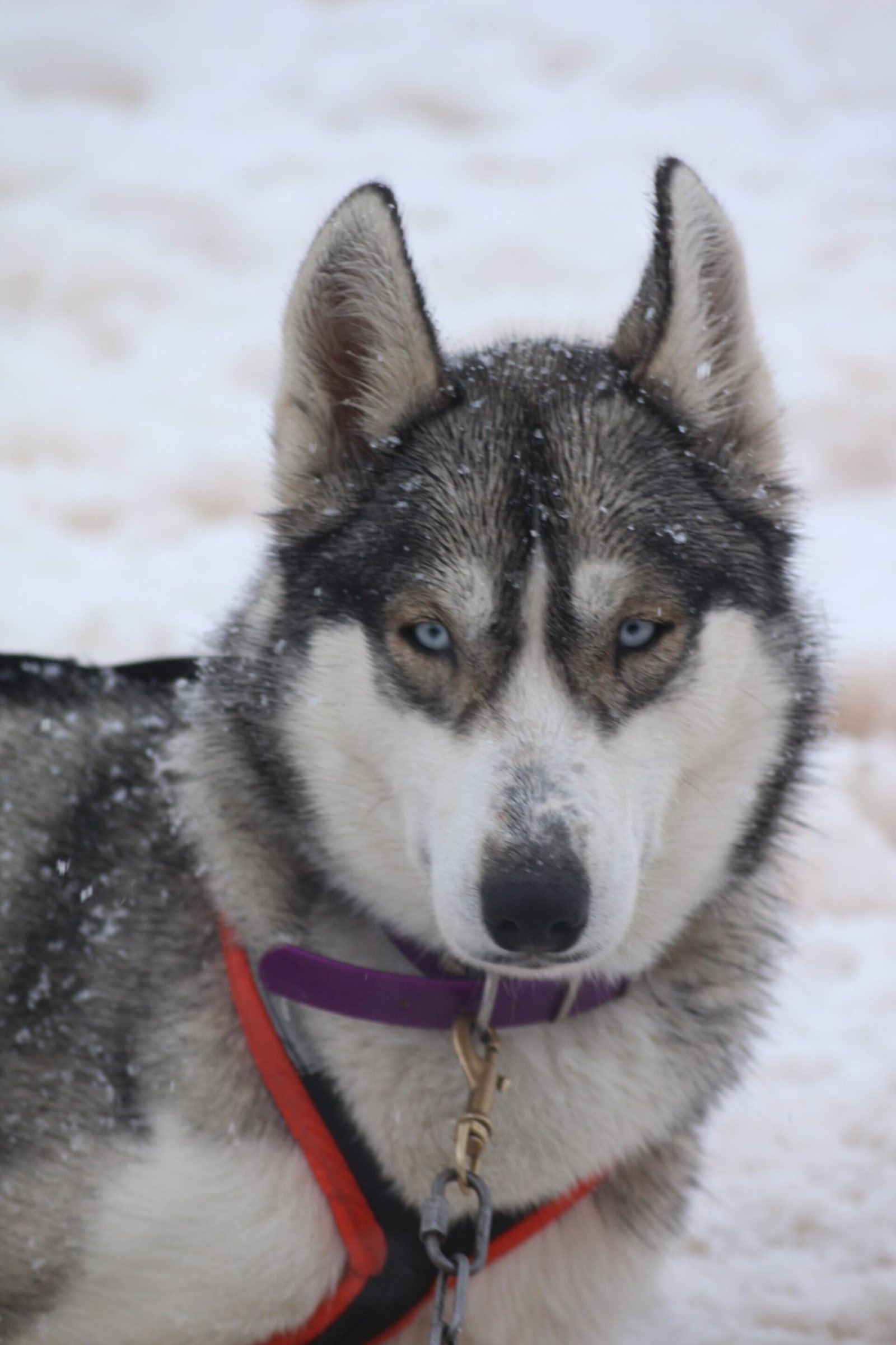 Laïka, Husky