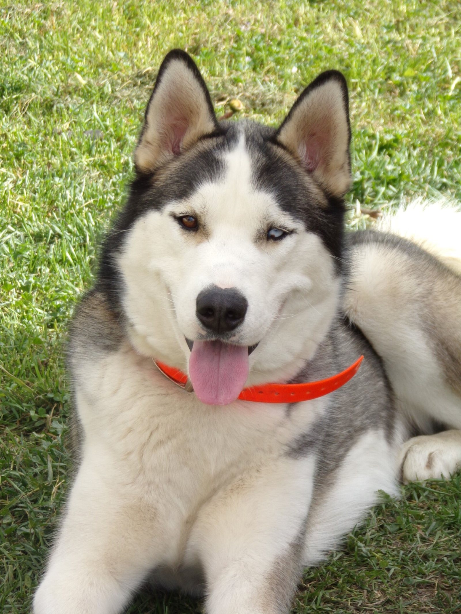 Norway, Husky