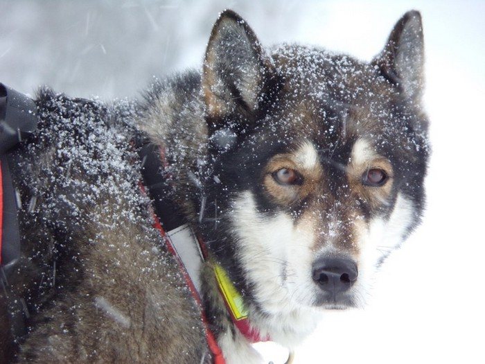 Oural, Husky