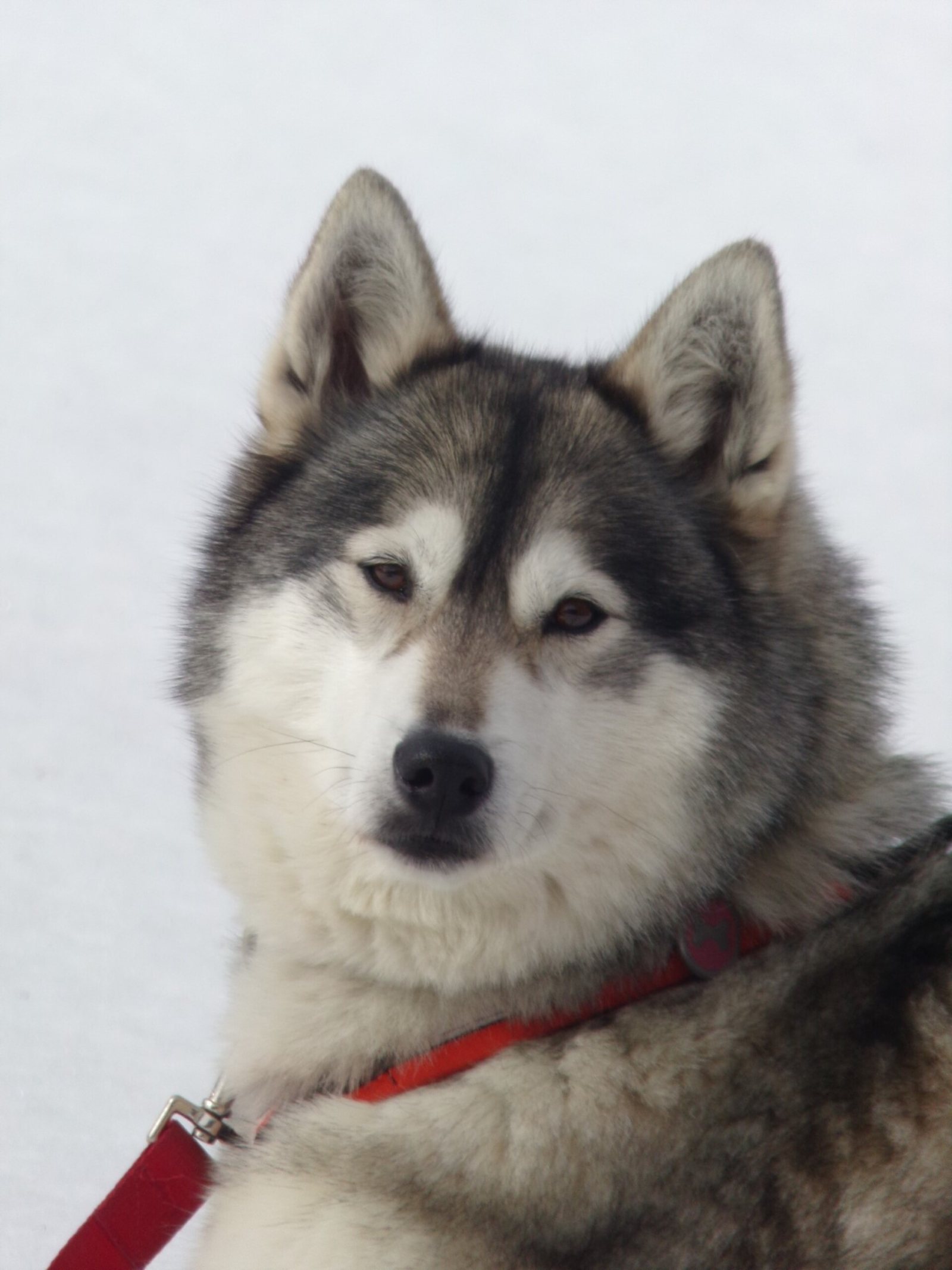 Tünsa, Husky — Husky Évasion
